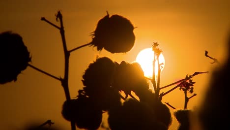 Goldener-Sonnenuntergang-über-Blühender-Baumwollpflanze,-Statische-Nahaufnahme