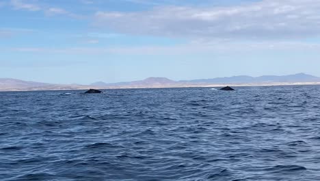 Humpback-whales-blow-spout-as-they-breach-ocean-surface-showcasing-tails-in-sync