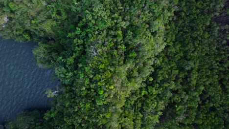 Top-down-aerial-over-lush-vegetation-of-Los-Haitises-National-Park-in-Caribbean