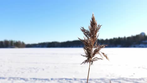 Winter-lake-scenery-with-close-up-of-water-reed-waving-in-wind