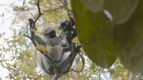 Mother-red-colobus-monkey-grooming-infant,-Zanzibar,-Tanzania,-low-angle-medium
