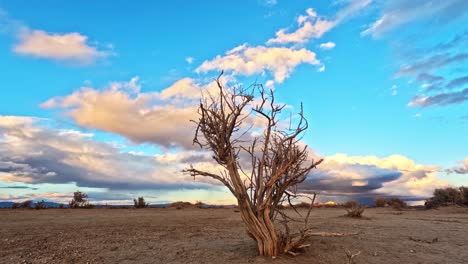The-dried-bones-of-a-dead-tree-in-the-Mojave-Desert-during-a-colorful-and-dramatic-sunset---time-lapse