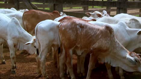 herd-of-white-and-brown-nelore-cows-shuffle-nervously-in-a-timber-cattle-stockade