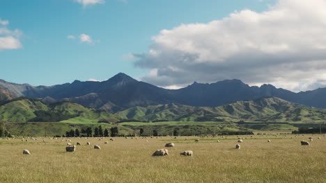 Sheep-grazing-on-golden-grass-in-windy-New-Zealand-farm-pasture,-Beautiful-mountains-in-the-background