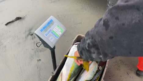 Eine-Kiste-Voller-Gelbschwanzfische-Wird-Am-Strand-Von-Fischern-Gewogen