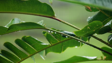 Tropical-Palm-Plant-Leaves-Swaying-During-the-Rain