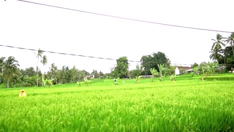 Driveby-view-of-rice-fields-of-Ubud,-Bali,-Indonesia-from-roadside
