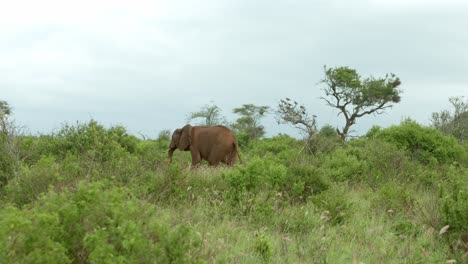 African-Elephant-Walking-Through-The-Bush-In-Tsavo-West-National-Park,-Kenya