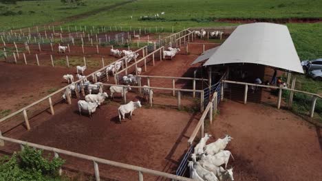Aerial-footage-of-cows-in-their-corral-on-a-cattle-ranch