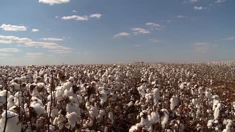 Vast-Cotton-Field-in-Full-Bloom-Ready-for-Havest,-Pan