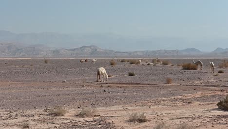 dromedaries-in-the-desert-of-jordan