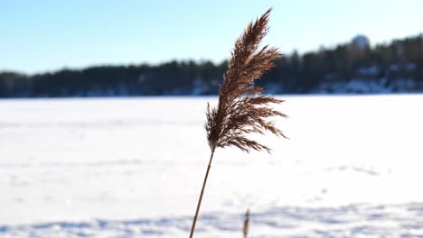 Winter-lake-scenery-with-close-up-of-golden-water-reed-waving-in-wind