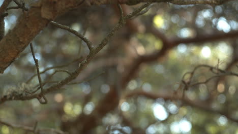 Close-up-of-a-pine-tree
