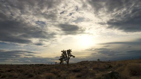 Goldener-Sonnenuntergang-Bis-Zur-Dämmerung-Im-Zeitraffer-In-Der-Mojave-Wüste-Mit-Einem-Joshua-Baum-In-Der-Silhouette