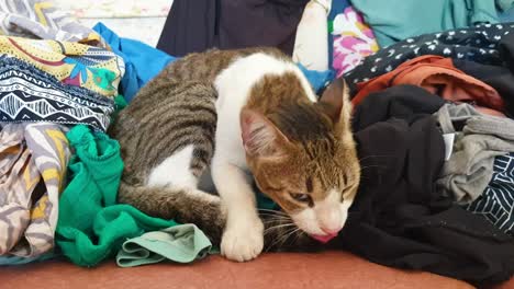 A-cute-tabby-cat-sitting-amongst-a-pile-of-colourful,-patterned-clothes,-licking-and-grooming-her-tail