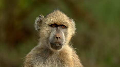 Close-Up-Of-Curious-Baboon-Looking-Around-In-Tsavo-East-National-Park,-Kenya