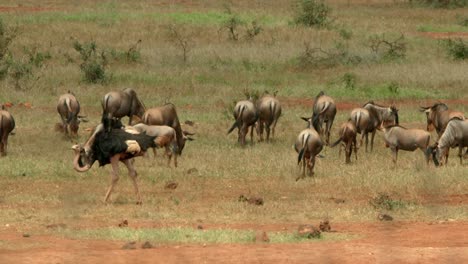 Somali-Ostrich-And-Wildebeest-Herd-In-Masai-Mara-National-Reserve-In-Kenya,-Africa