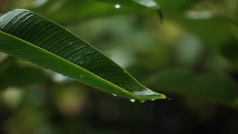 Raindrops-Dripping-From-Green-Tropical-Plant-Leaf-During-Rain