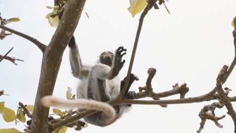 Zanzibar-Red-Colobus---Piliocolobus-kirkii-monkey-endemic-to-Unguja,-main-island-of-Zanzibar-Archipelago,-off-the-coast-of-Tanzania,-also-known-as-Kirks-red-colobus,-climbing,-hanging-and-calling