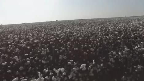 Driving-Plate-Middle-of-Cotton-Fields-in-Blossom,-Growing-Textile-Material