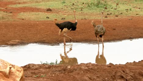 Ostriches-Drinking-In-The-Waterhole-In-Tsavo-East-National-Park,-Kenya
