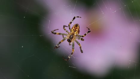 Feeding-common-garden-spider,-araneus-diadematus,-startled-on-it's-web,-Real-time
