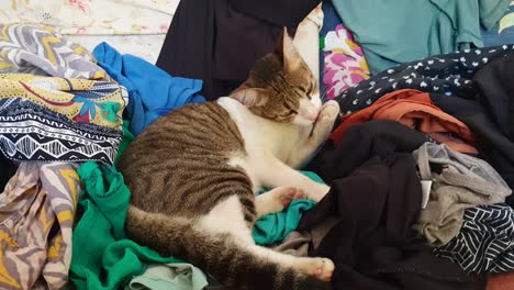 Cute-tabby-cat-with-alert-ears-sitting-in-pile-of-colourful-clean-clothes,-laundry-pile,-cleaning-and-licking-her-paws