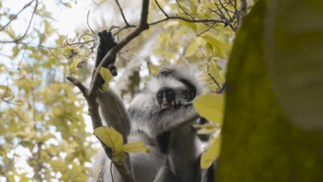 Mother-red-colobus-monkey-grooming-infant,-Zanzibar,-Tanzania,-low-angle-medium