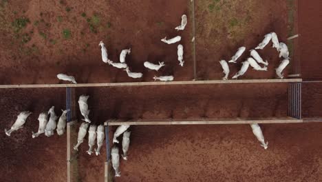 Aerial-view-over-the-different-corridors-created-between-the-corrals-for-the-lifestock-on-a-cattle-farm