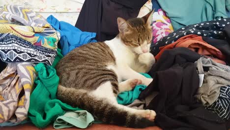 Cute-tabby-cat-licking,-cleaning-and-grooming-herself-sitting-amongst-a-large-pile-of-colourful,-patterned-clean-clothes,-laundry-pile