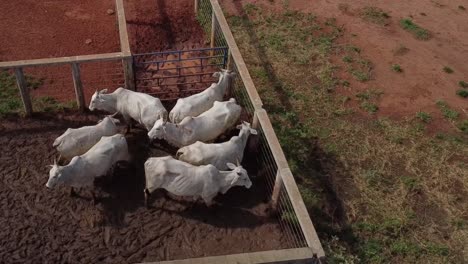 Birds-eye-view-of-white-nelore-cattle-in-a-corral-on-the-countryside-of-Brazil