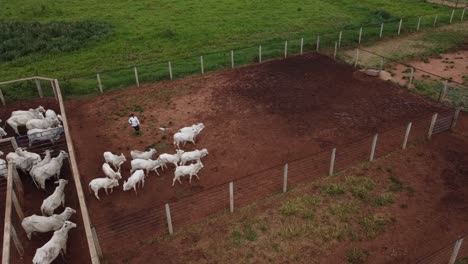 Un-Trabajador-Agrícola-Pastorea-Vacas-Nelore-Con-Un-Asta-De-Bandera-Alrededor-Del-Corral-De-Un-Rancho-Ganadero-En-Brasil
