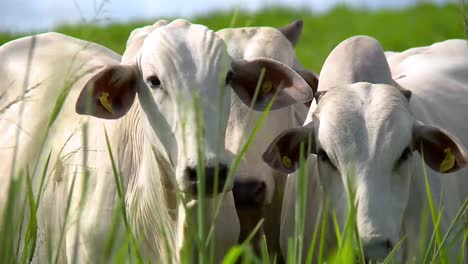 Close-up-shot-of-the-heads-of-two-white-Nelore-cows-standing-in-the-grass