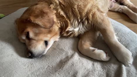 Close-up-shot-of-a-golden-retriever-resting-on-a-bed-breathing-in-and-out