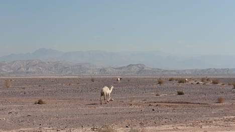 wild-dromedaries-in-the-desert-of-jordan