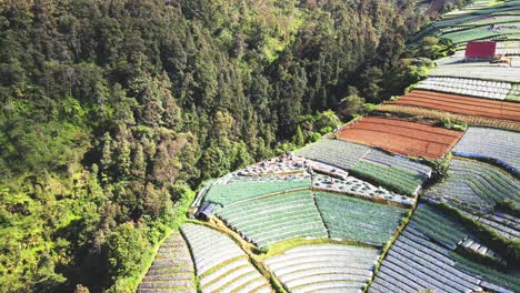 Aerial-view-of-farmers-are-working-on-the-agricultural-field-to-harvest-vegetables-on-the-slope-of-mountain---Mount-Sumbing,-Indonesia