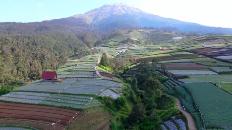 Aerial-view-of-agricultural-field-on-the-slope-of-mountain