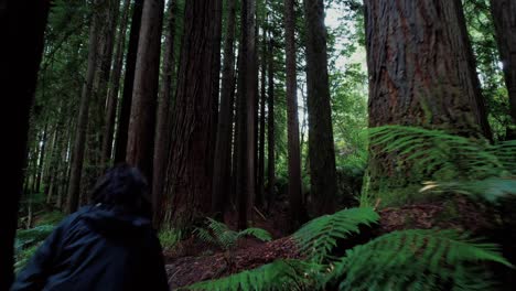 Drone-Follows-Girl-Through-California-Redwood-Forest,-Under-Tree-Ferns