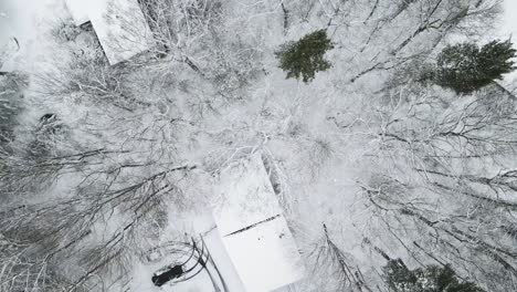 Bird's-eye-of-snowfall-layer-on-trees-and-plants