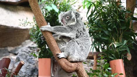 Süßer-Neugeborener-Koalabär,-Der-Mit-Seiner-Mutter-Oben-Im-Baum-Kuschelt