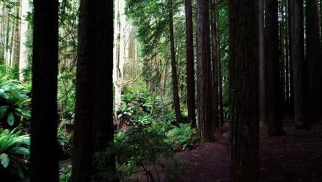 Drohne-Fliegt-Rückwärts-Zwischen-Dichten-Kalifornischen-Redwood-Bäumen
