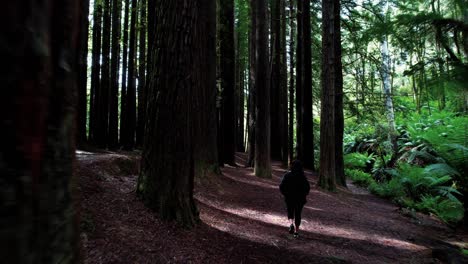 Drohne-Folgt-Einem-Mädchen,-Das-Den-Riesigen-Kalifornischen-Redwood-Wald-Erkundet