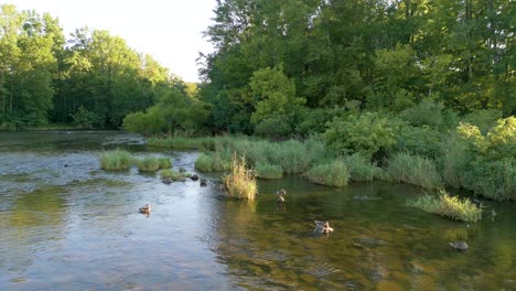 Mallard-Ducks-sitting-in-shallow-grassland-creek-water,-Ohio