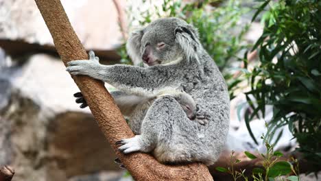 Niedlicher-Baby-Koalabär,-Der-Mit-Seiner-Mutter-Oben-Im-Baum-Schläft
