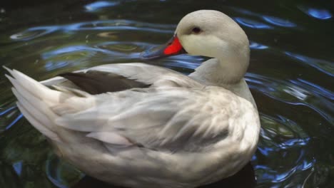 Close-up-shot-of-Silver-Caroline-Duck-is-swimming-on-the-surface-of-the-water---Aix-sponsa