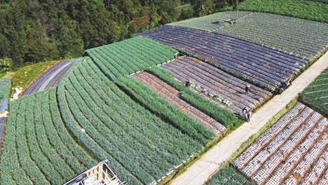 Drone-shot-of-traditional-farmers-are-working-to-harvest-vegetables-on-the-vegetable-plantation---Mount-Sumbing,-Indonesia