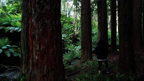 Die-Drohne-Folgt-Einem-Mädchen,-Das-Den-Kalifornischen-Redwood-Forest-Und-Creek-Erkundet