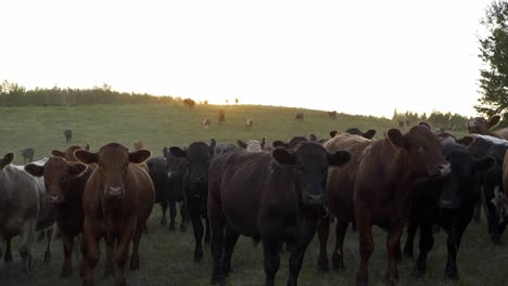 A-herd-of-cattle-run-over-a-hilltop-into-a-pasture-at-sunset