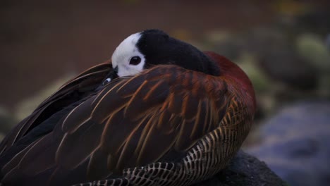 Close-up-photo-of-White-faced-whistling-duck-sleep-on-the-rock---Dendrocygna-viduata