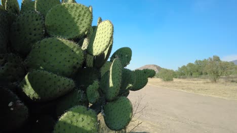 Vista-De-Un-Cactus-En-Transición-Sin-Problemas-A-La-Majestuosa-Pirámide-Antigua-Del-Sol-Contra-Un-Cielo-Azul-Vibrante-En-Teotihuacan,-México